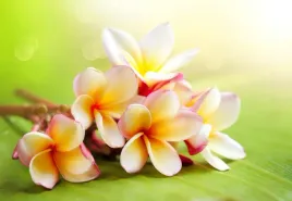 tapeta-flizelinowa-frangipani-kwiaty-152x104