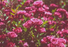 fototapeta-flizelinowa-roze-rozowy-152x104