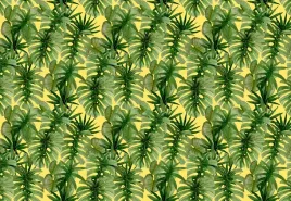 fototapeta-flizelinowa-palma-monstera-152x104