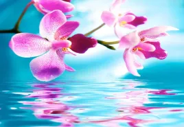 fototapeta-flizelinowa-orchidea-woda-152x104