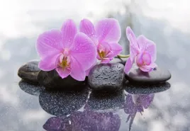 fototapeta-flizelinowa-orchidea-kamienie-152x104