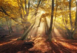 fototapeta-flizelinowa-magiczny-las-152x104