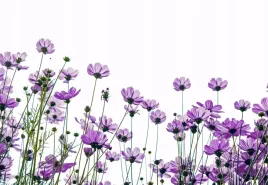 fototapeta-flizelinowa-kwiaty-kosmos-152x104