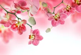 tapeta-flizelinowa-tropikalne-storczyki-104x70