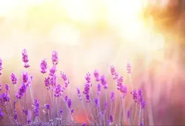 tapeta-flizelinowa-lawenda-zloty-104x70