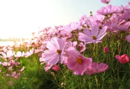 tapeta-flizelinowa-kwiat-kosmos-104x70