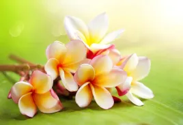 tapeta-flizelinowa-frangipani-kwiaty-104x70