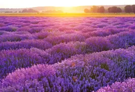 fototapeta-flizelinowa-pole-lawendy-104x70