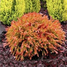 tuja-golden-tuffet-pomaranczowa-perelka-do-ogrodu-gesta-i-kompaktowa-p9