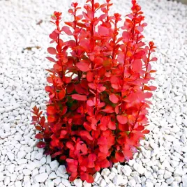 berberys-orange-ice-pomaranczowy-kolumnowy-waski-sadzonka-p9