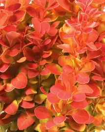 berberys-orange-ice-pomaranczowy-kolumnowy-waski-sadzonka-p9