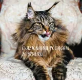 josera-senior-10kg-smak-kurczak