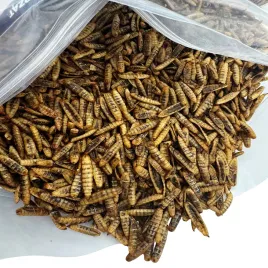 robak-dla-ptakow-karma-zimowa-egzotyka-puffy-caly-suszony-1kg-champi