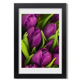 wiszacy-foto-obraz-ramka-fioletowe-tulipany-20x30