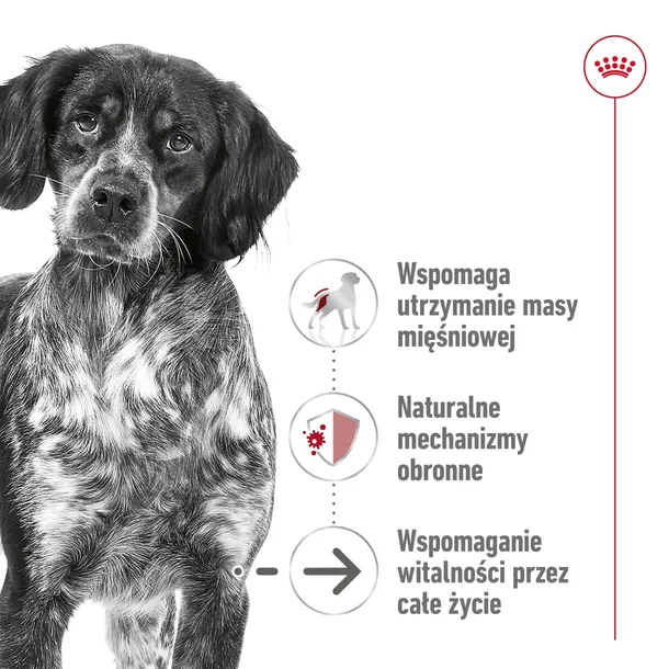 royal-canin-medium-ageing-10-15kg-karmy-specjalne-nie-dotyczy