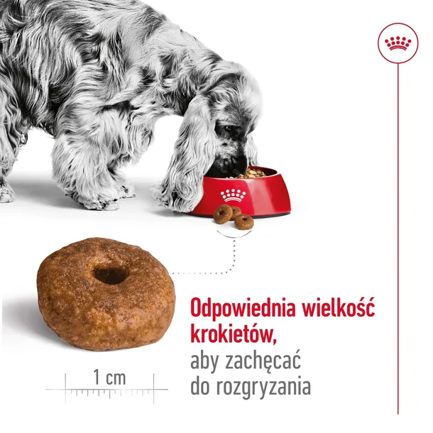 royal-canin-medium-ageing-10-15kg-smak-kurczak