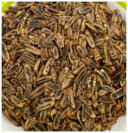 robak-dla-ptakow-karma-zimowa-egzotyka-baby-caly-suszony-250g-champi
