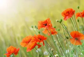 fototapeta-flizelinowa-maki-104x70