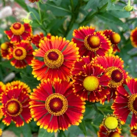 dzielzan-jesienny-fuego-piekne-3-kolorowe-ozdoba-drugiej-czesci-sezonu