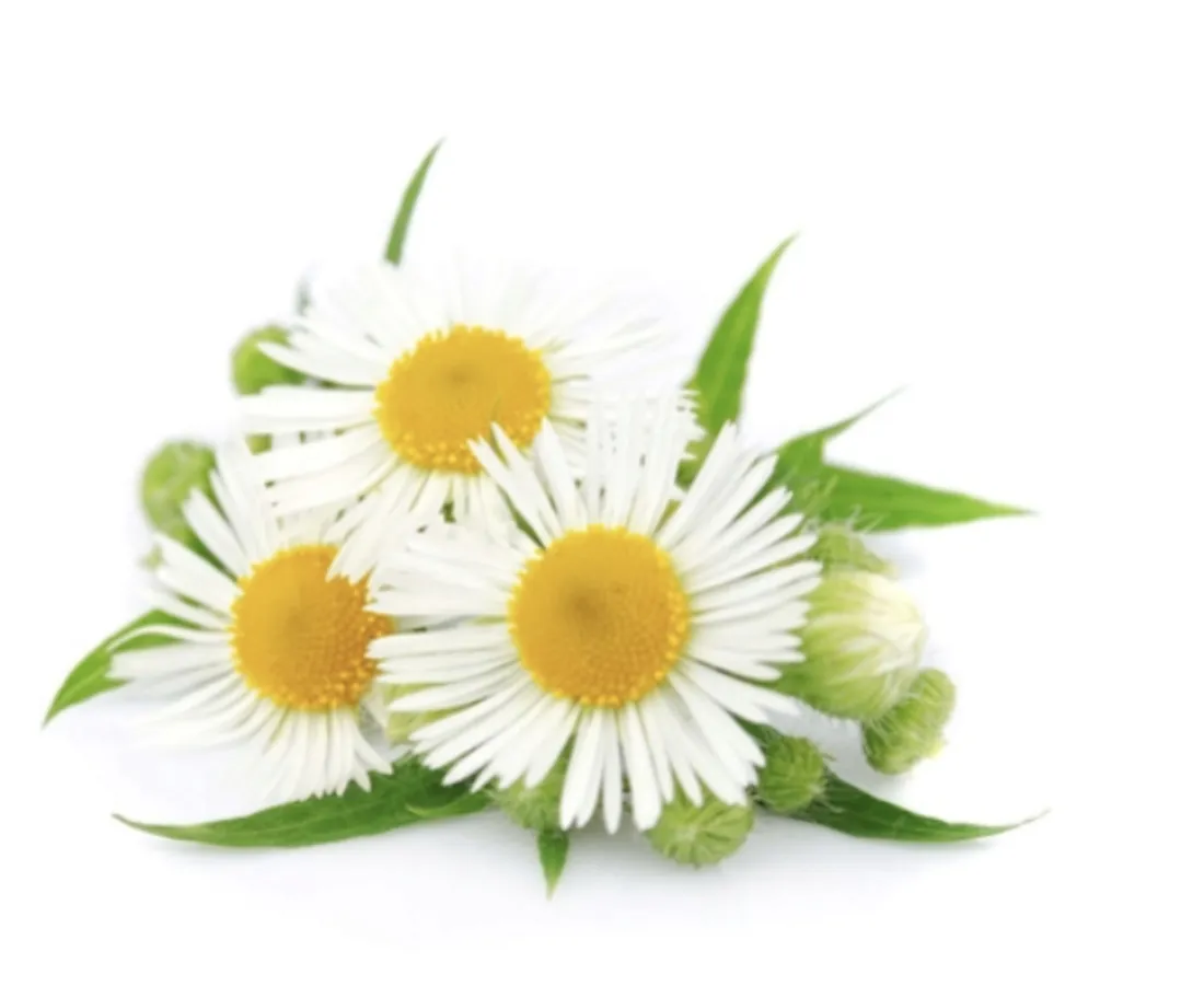 toothpaste-ecodenta-100-ml