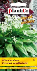 plantico-czosnek-niedzwiedzi-05g-166