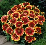 gailardia-arizona-sun-ogniste-dwukolorowe-kwiaty-cale-lato-sadzonka-p9