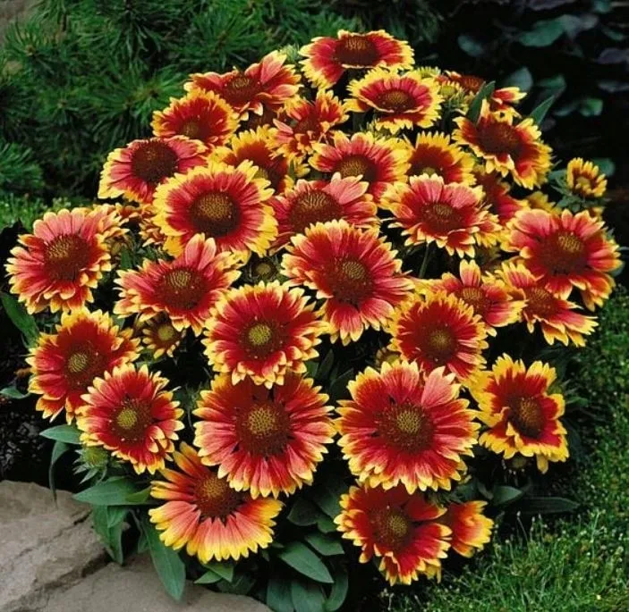 gailardia-arizona-sun-ogniste-dwukolorowe-kwiaty-cale-lato-sadzonka-p9