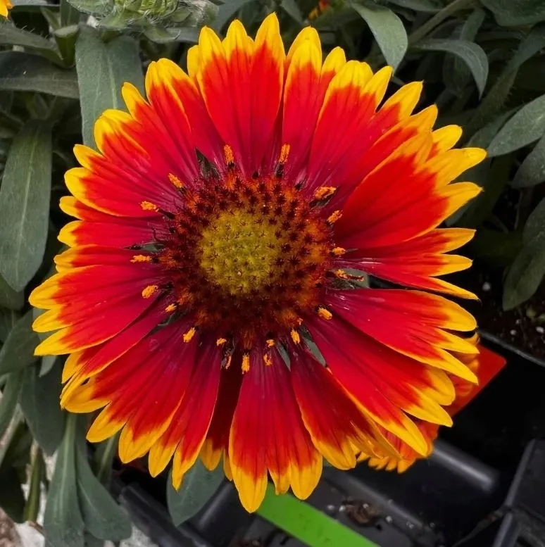 gailardia-arizona-sun-ogniste-dwukolorowe-kwiaty-cale-lato-sadzonka-p9