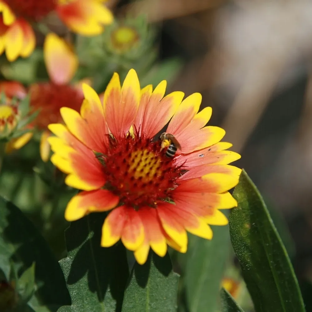 gailardia-arizona-sun-ogniste-dwukolorowe-kwiaty-cale-lato-sadzonka-p9