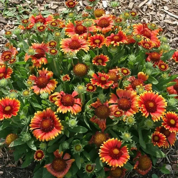 gailardia-arizona-sun-ogniste-dwukolorowe-kwiaty-cale-lato-sadzonka-p9-nazwa-lacinska-gaillardia-aristata