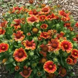 gailardia-arizona-sun-ogniste-dwukolorowe-kwiaty-cale-lato-sadzonka-p9-nazwa-lacinska-gaillardia-aristata