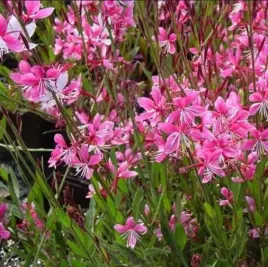 rozowa-gaura-siskiyou-pink-rozowa-eteryczna-pieknosc-ogrodu-sadzonka-p9