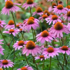 jezowka-magnus-duze-rozowe-kwiaty-idealna-bylina-do-ogrodu-sadzonka-p9