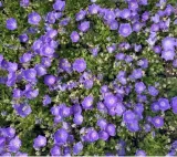 dzwonek-karpacki-dywan-niebieskich-kwiatow-na-rabaty-i-skalniak-sadzonka-p9-styl-ogrod-japonski-ogrod-nowoczesny-ogrod-srodziemnomorski-ogrod-wiejski