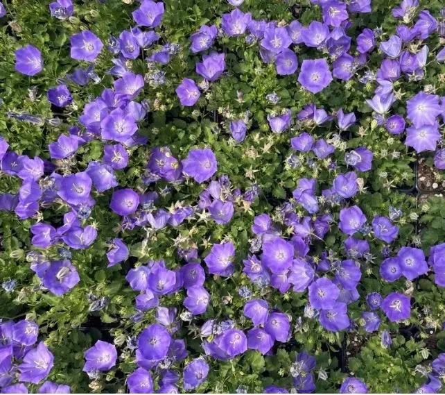 dzwonek-karpacki-dywan-niebieskich-kwiatow-na-rabaty-i-skalniak-sadzonka-p9