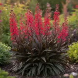 lobelia-queen-victoria-ognista-czerwien-i-purpurowe-liscie-sadzonka-p9