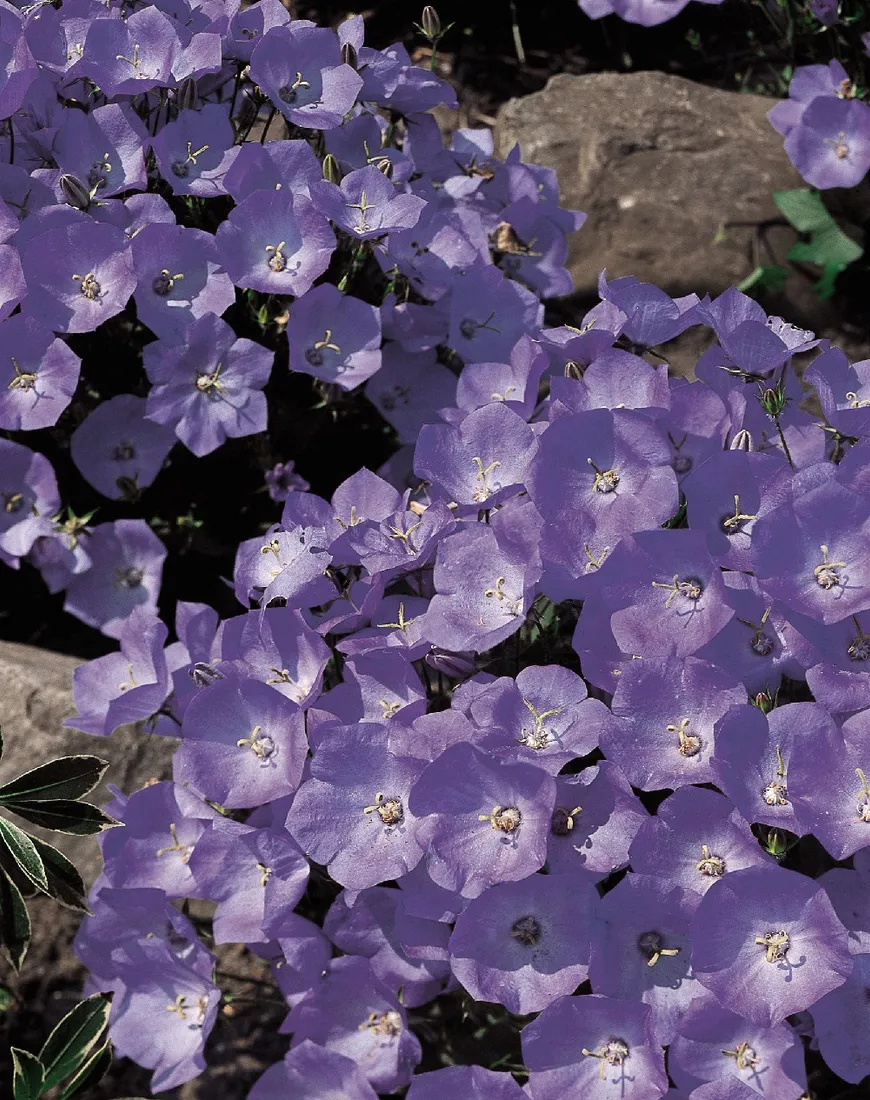 dzwonek-karpacki-dywan-niebieskich-kwiatow-na-rabaty-i-skalniak-sadzonka-p9