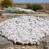 floks-szydlasty-amazing-grace-bialy-dywan-kwiatow-na-skarpy-sadzonka-p9