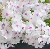 floks-szydlasty-amazing-grace-bialy-dywan-kwiatow-na-skarpy-sadzonka-p9-roslina-w-postaci-sadzonka-w-pojemniku-05-1l