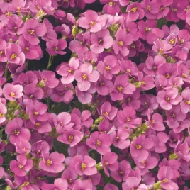 gesiowka-kaukaska-deep-rose-rozowy-wiosenny-dywan-kwiatow-sadzonka-p9