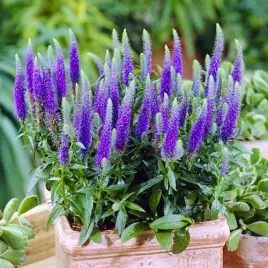 przetacznik-ulster-dwarf-blue-niska-gleboko-niebieskie-kwiaty-sadzonka-p9