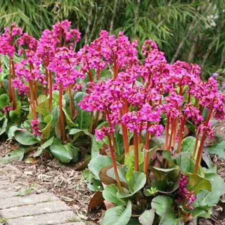 bergenia-sercolistna-zimozielona-rozowe-kwiaty-odporna-sadzonka-p9-styl-ogrod-japonski-ogrod-nowoczesny-ogrod-skalny-ogrod-srodziemnomorski-ogrod-wiejski