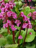 bergenia-sercolistna-zimozielona-rozowe-kwiaty-odporna-sadzonka-p9-kod-producenta-bergenia-sercolistna