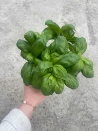 bazylia-wlasciwa-krolowa-aromatu-w-twojej-kuchni-p9