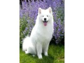 haft-diamentowy-obraz-mozaika-diamentowa-diamond-painting-pies-samoyed-3