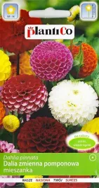 dalia-pomponowa-mix-1g-plantico