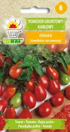 pomidor-denar-gruntowy-karlowy-nasiona-pomidora