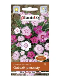 gozdzik-pierzasty-mix-piekne-kwiaty-nasiona-plantico-05g
