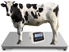 waga-inwentarzowa-12x20m-5t-do-wazenia-bydla