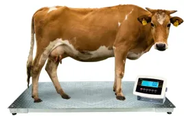 waga-inwentarzowa-do-krow-swin-bydla-12x22-ocynk